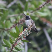 Black-chinned Hummingbird 13