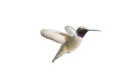 hummingbird-81-5-2