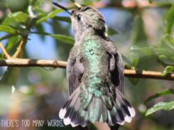 hummingbird-2460-2-2