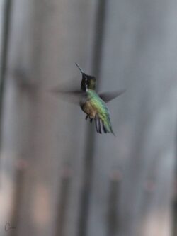 hummingbird-252-2