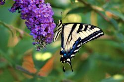swallowtail-butterfly-293-2-2