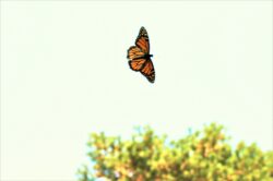 butterfly-138-2