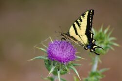swallowtail-butterfly-136-2