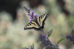 swallowtail-butterfly-864-2