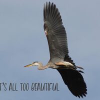 Herons Egrets