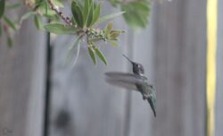 hummingbird-130-2