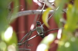 hummingbird-181-2