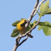 Hooded Oriole