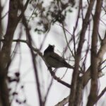 junco-3