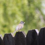 junco-7