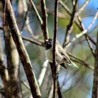 Dark-eyed Junco