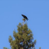 American Crow