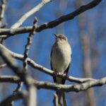 northern-mockingbird-171-copy-2