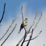 northern-mockingbird-288-2