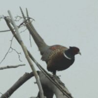 Ring-necked Pheasant