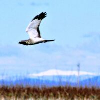 Northern Harrier