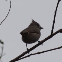 Oak Titmouse