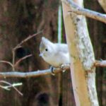 oak-titmouse-139