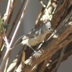 oak-titmouse-196