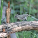 oak-titmouse-283