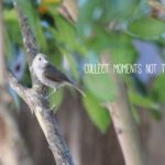 oak-titmouse-49-2