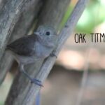 oak-titmouse-6-2