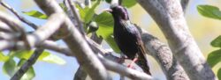 european-starling-1-copy-2