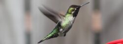 hummingbird-headline-photo-40-copy