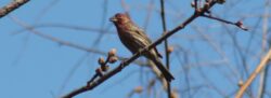 house-finch-12-copy-2