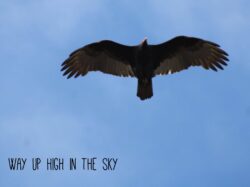 4fc168fe-52e8-4135-a708-cd0a88a668cb