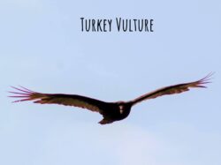 turkey-vulture-15