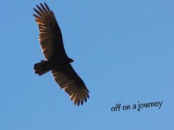 turkey-vulture-2