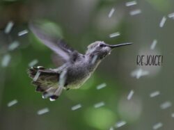 hummingbird-65