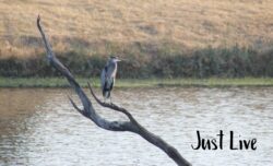 great-blue-heron-3