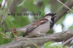 house-sparrow-12