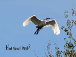 great-egret-8-2