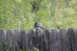 black-phoebe-2-3