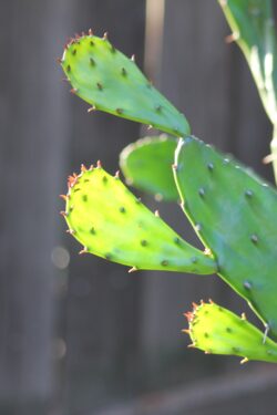 cactus-3