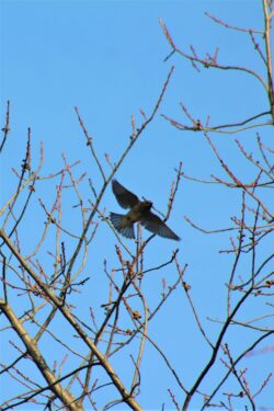 cedar-waxwing-11uj