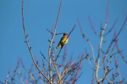 cedar-waxwing-2j-copy