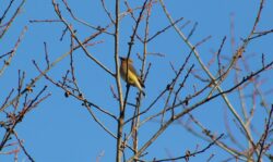 cedar-waxwing-42