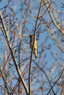 cedar-waxwing-60-2