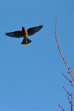 cedar-waxwing-66-2