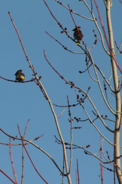 cedar-waxwing-73-2