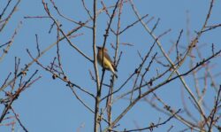 cedar-waxwing-g