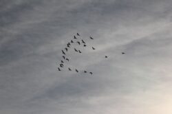 geese-1-159