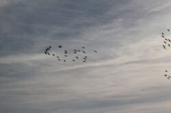 geese-136