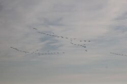 geese-140