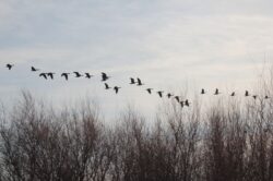geese-157