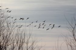 geese-160